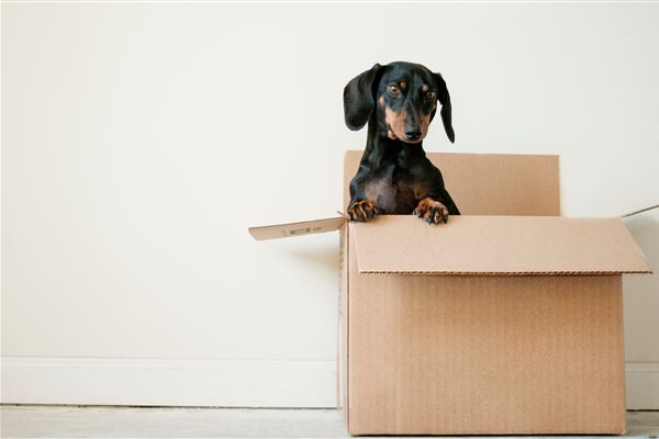 May 2020: Updated Government Guidance for the Lettings Sector